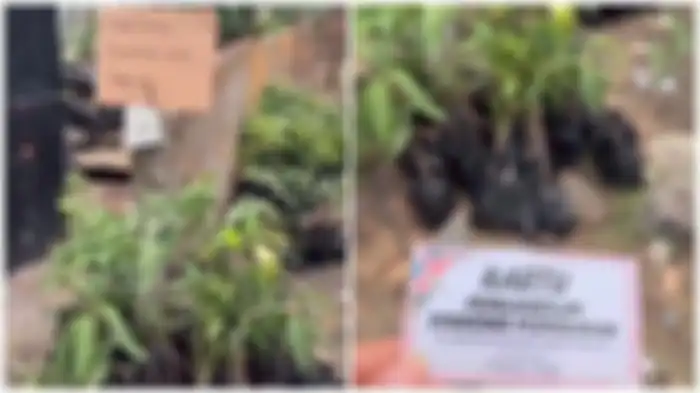 Sebuah video memperlihatkan momen tamu undangan mendapatkan souvenir pernikahan bibit tanaman beredar viral di media sosial. 