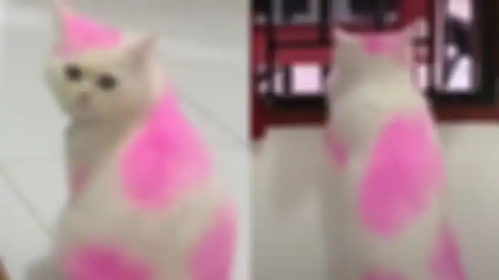 Seekor kucing berwarna pink viral di TikTok. 