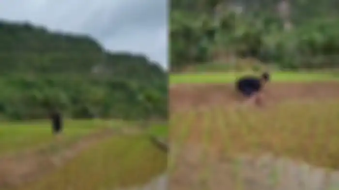 kondisi sawah keluarga Lesti Kejora di Cianjur