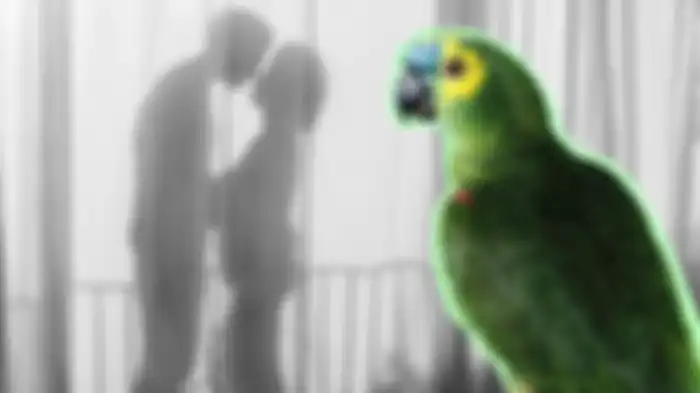 Burung Beo mengetahui selingkuhan!