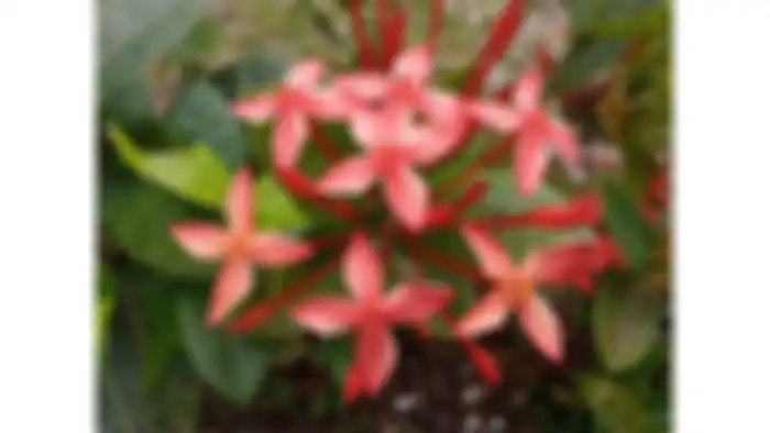 Hasil foto kamera belakang Oppo A11k