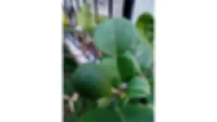 Hasil foto Makro Oppo A15