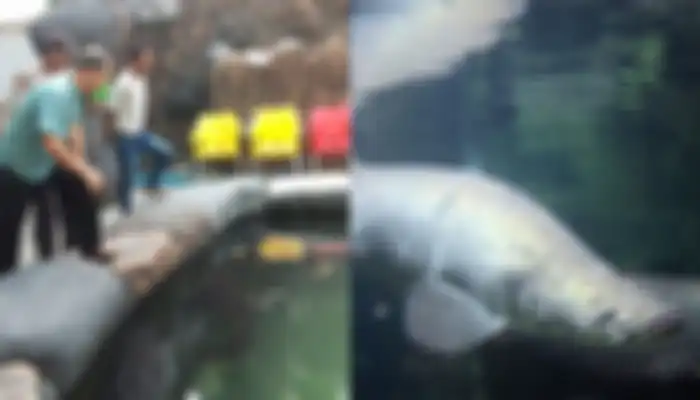 Masudin Pelihara 5 Ekor Ikan Arapaima