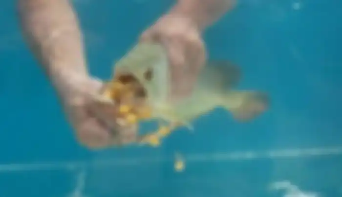 Ikan Arwana