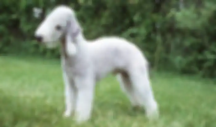 Ras anjing paling langka