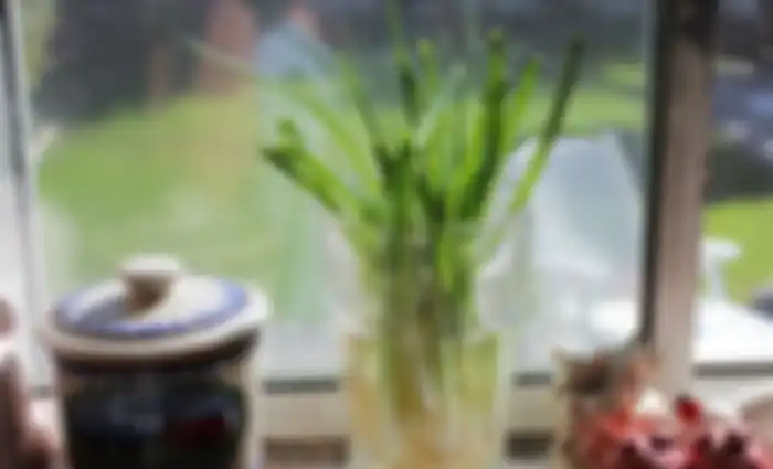 Daun bawang termasuk 7 sayuran yang kerap buru-buru dibuang dari dapur kita ternyata masih bisa tumbuh lagi.