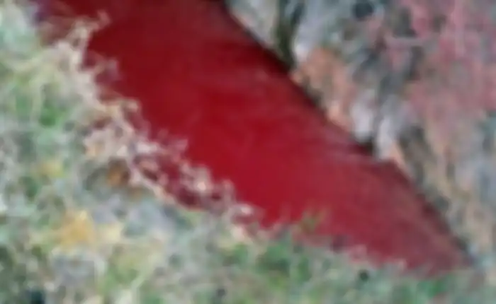 Sungai Merah di Korea Selatan akibat darah babi yang mengalir
