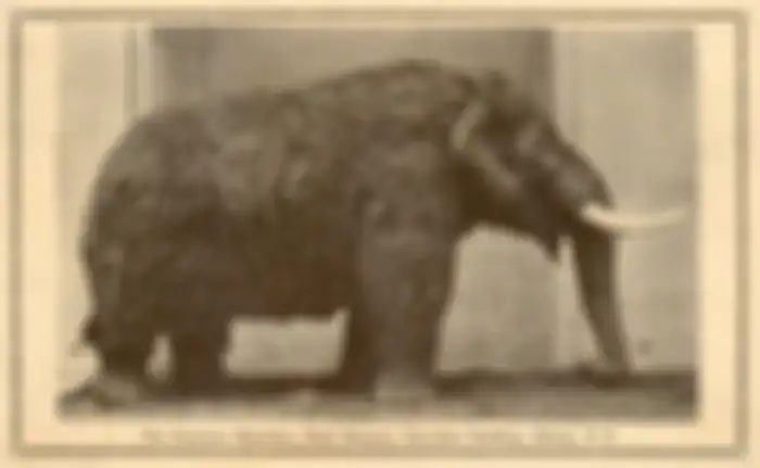 Begini bentuk mastodon.