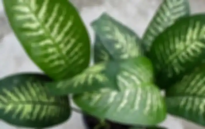 Dumb Cane