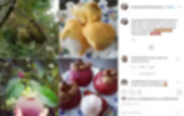 Pekarangan belakang rumah Mayangsari ditanami banyak pohon