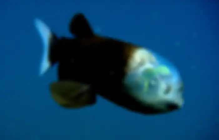 Barreleye pasifik