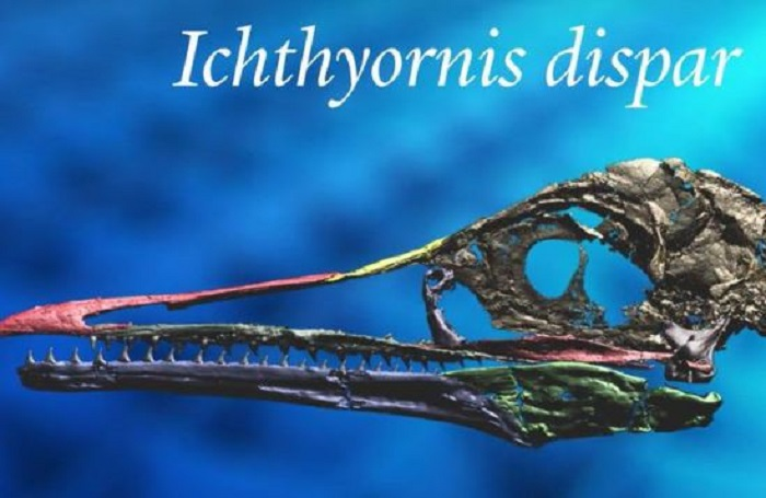 Tengkorak Ichthyornis dispar.