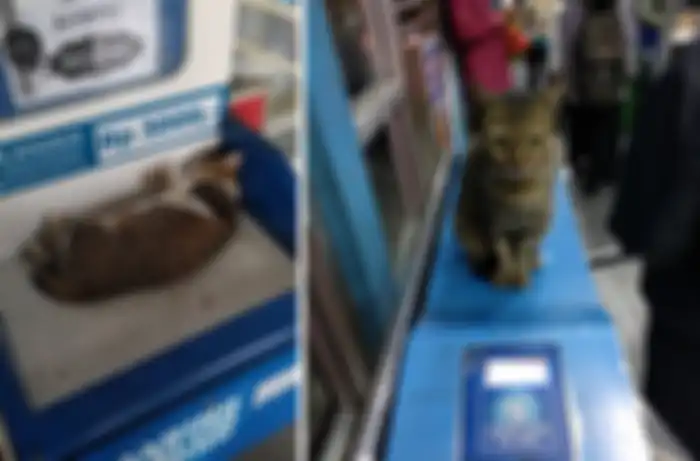 Tingkah kucing di halte TransJakarta