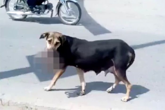 Ngeri, Video Anjing Liar yang Bawa Kabur Bayi Baru Lahir Untuk Makanan Anak-Anaknya