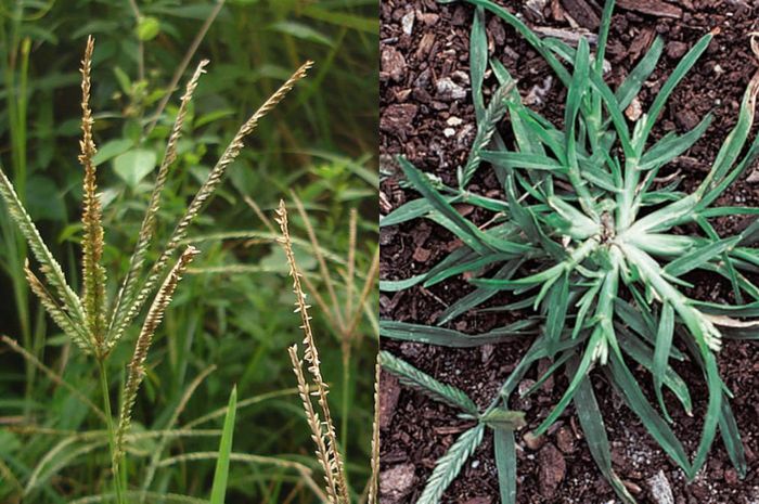 Tanaman paragis memiliki khasiat untuk kesehatan.