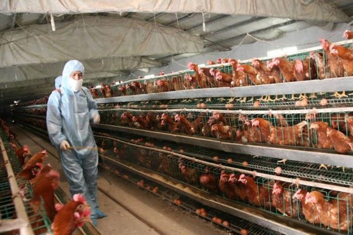 Peternak ayam di China