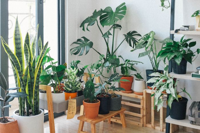 4 tips merawat tanaman dalam ruangan