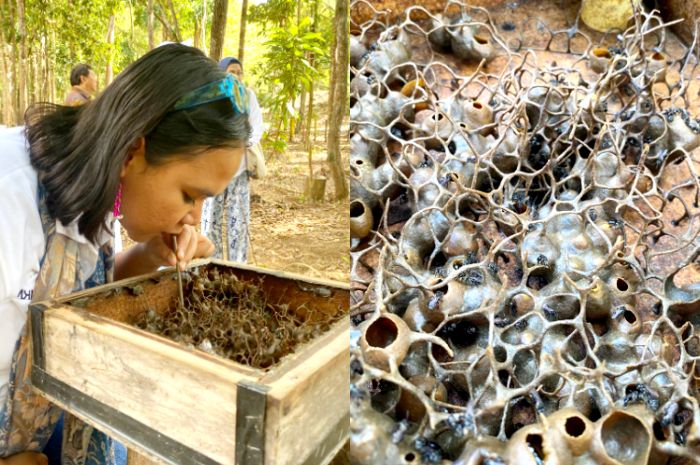 Pengalaman Sedot Madu Teran langsung dari sarangnya di Wisata Bukit Batu Begalang, Belitung Timur