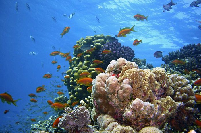 Hari Kelautan Nasional: Ayo Belajar tentang Kekayaan Laut Indonesia! - …