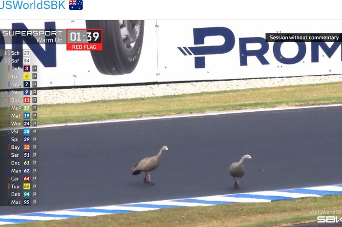 Invasi angsa Cape Barren saat sesi pemanasan kelas World Supersport dari WorldSBK Australia di Sirkuit Phillip Island, Australia, 26 Februari 2023. Satwa endemi ini kembali mengganggu saat balapan berlangsung. 