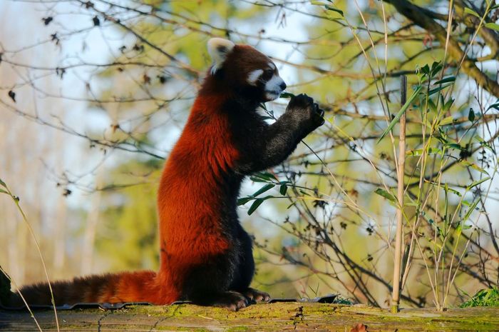Pernah Lihat Video Panda Merah Berdiri Seperti Sedang Terkejut? Meski ...