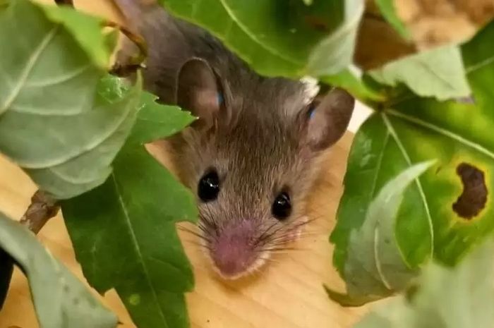 Ramalan shio hari ini menarik untuk disimak, terutama bagi Anda yang mempercayainya. 