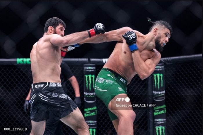 Muncul teori jagoan gacoan Khabib Nurmagomedov, Magomed Ankalaev (kiri) yang bisa tertikung dalam bursa calon penantang gelar.