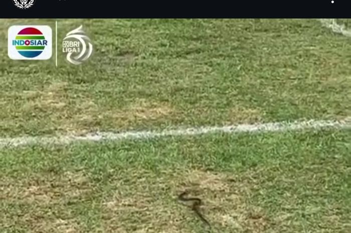 Kandang Semen Padang menjamu Barito Putera yakni Stadion Utama Sumbar kini sedang menjadi sorotan usai muncul ular di lapangan.