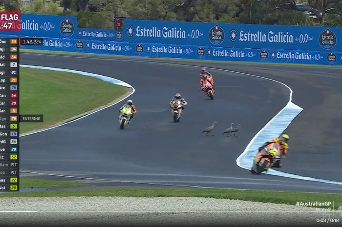 Angsa menyeberang lintasan saat sesi latihan pertama Moto2 Australia berlangsung di Sirkuit Phillip Island, Phillip Island, Australia, 18 Oktober 2024. Tampak pembalap Indonesia, Mario Aji (2 dari kiri) di dalam gambar. 