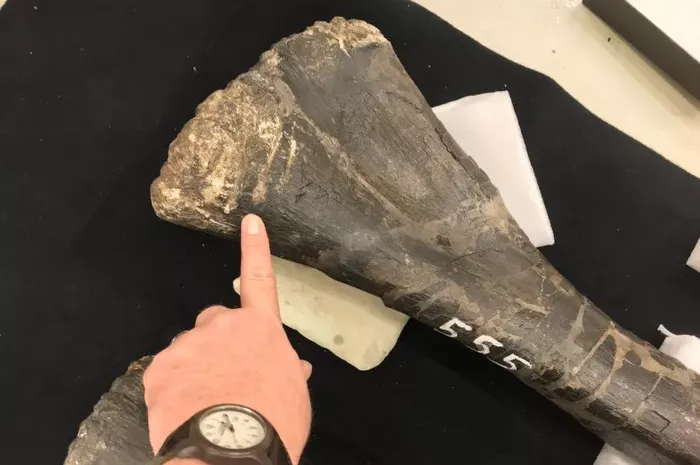 恐竜の化石の噛む痕跡は、ジュラの肉食者の習慣を明らかにします