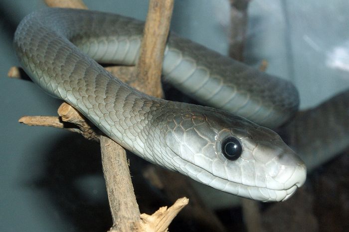 Black Mamba, Ular Mematikan yang Kini Berguna sebagai Detektor Polusi