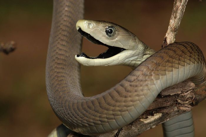 Jadi Mimpi Buruk di Afrika, Ini 3 Fakta Mengerikan tentang Black Mamba