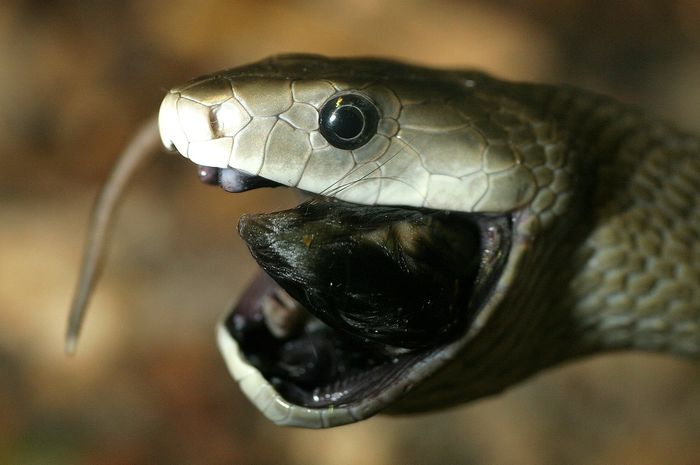 Benarkah Gigitan Black Mamba sangat Berbahaya bak 'Ciuman Kematian'?