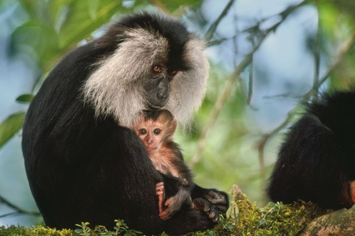Mengapa Makhluk Hidup Perlu Berkembang Biak atau Bereproduksi?
