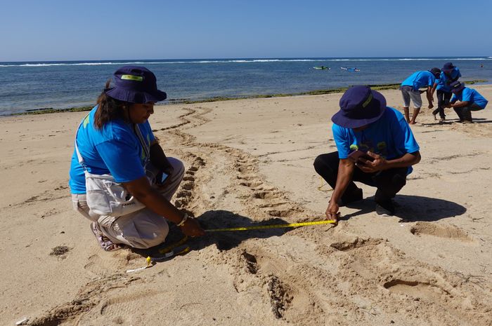 Garda Terdepan Konservasi, Warga Sabu Raijua Jadi Ilmuwan Partisipatif Jaga Penyu Laut Sawu