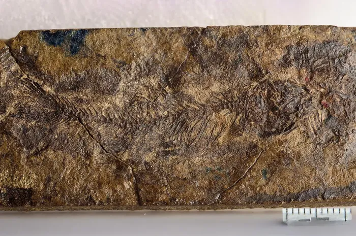 Fosil Spesies Baru Ini Ungkap Evolusi Ikan Laut Menjadi Ikan Air Tawar