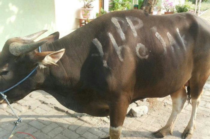 Pengurus Pusat unggah foto sapi untuk berkurban pada hari raya idul adha