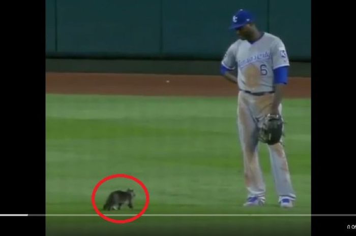 Seekor kucing masuk ke lapangan saat pertandingan St. Louis Cardinals dan Kansas City Royals pada Kamis (10/8/2017)