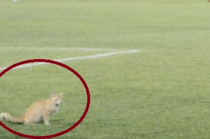 Kucing berwarna kuning putih memasuki lapangan ikut menyaksikan laga antara Borneo FC vs Persela Lamongan dalam pertandingan Liga1 di Stadion Segiri Samarinda, Kamis (19/10/2017)