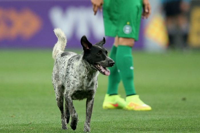  Seekor anjing berlari ke tengah lapangan saat pertandingan antara Corinthians melawan Coritiba di Serie A Brasil 2014 di Arena Corinthians pada 1 November 2014 di Sao Paulo, Brasil.  