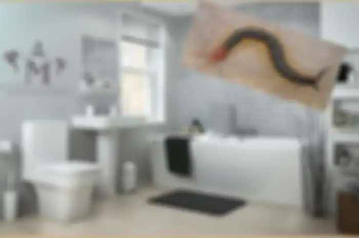 Ada kelabang di kamar mandi? Lakukan hal ini!