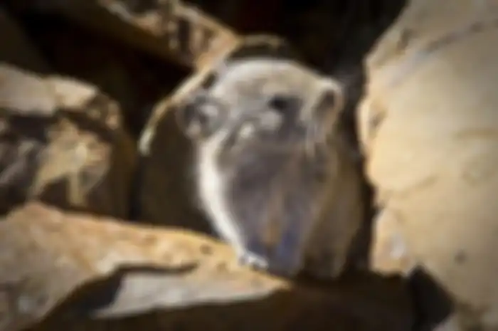 Pika