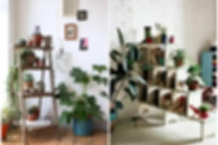 indoor plant