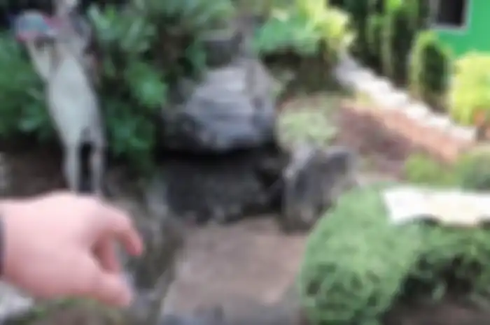 Kolam kecil di pekarangan rumah Mami Popon