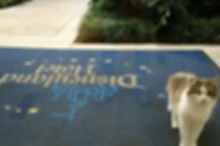Kucing Disneyland