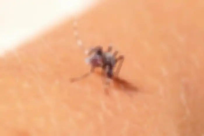 Nyamuk Aedes aegypt berkeliaran di siang hari.