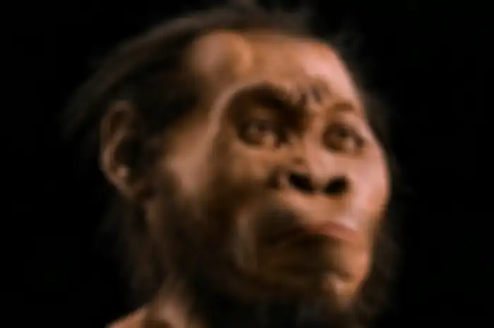 Homo Erectus