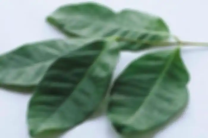 Perlu Anda ketahui, daun salam tinggi akan kandungan vitamin C dan A, serta asam folat. Lalu ia juga mengandung berbagai mineral.