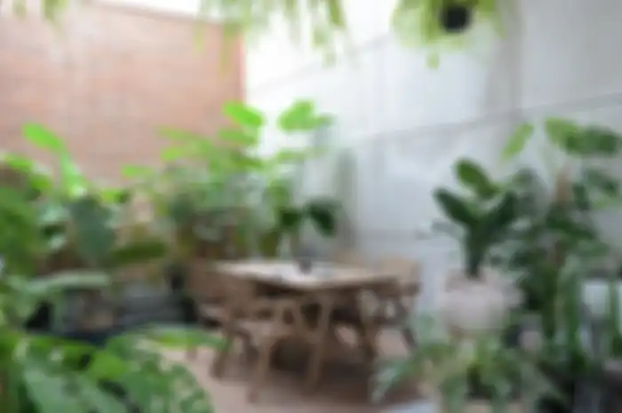 Punya Rumah ala Hutan, Begini Tips Merawat Tanaman dari @limsjungle