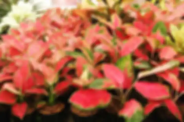 Aglaonema